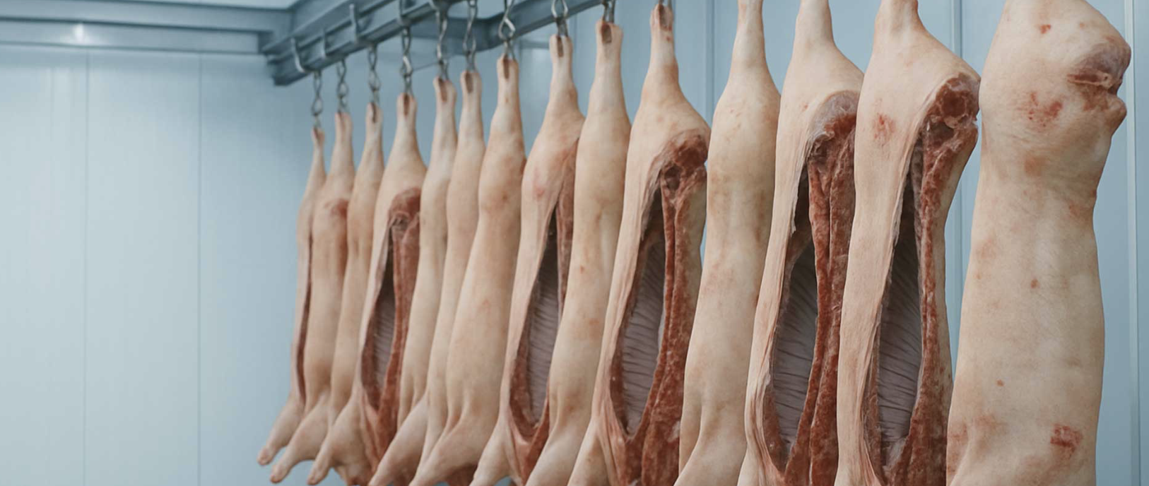 Schweinehälften in einem gekühlten Zerlegeraum eines Fleischverarbeitungsbetriebs